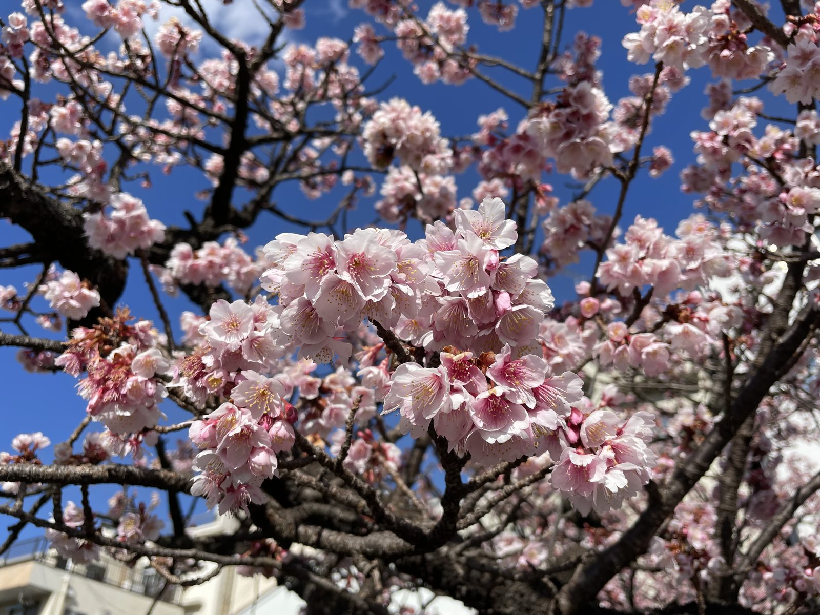 熱海桜。例年1月下旬から咲き始めます