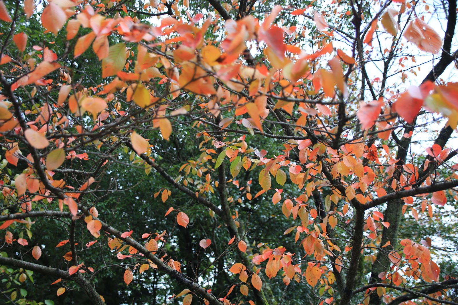 兼六園の紅葉シーズン