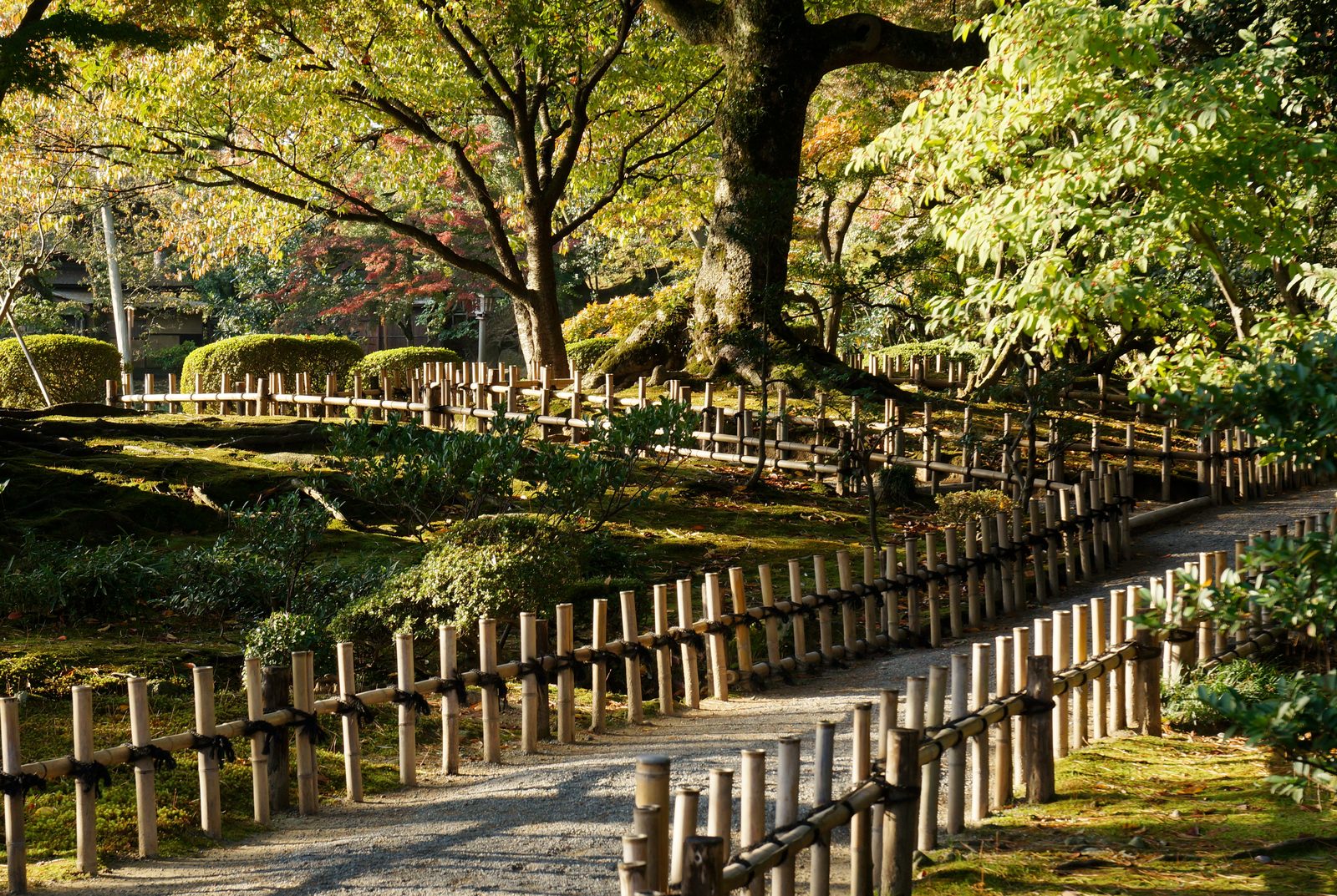 兼六園。雪吊りが施された冬の風景