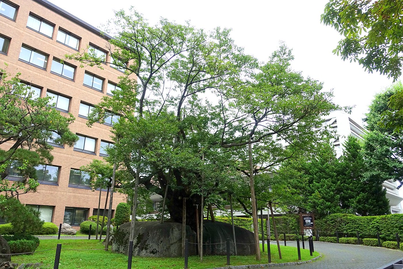 石割桜（盛岡市・岩手県裁判所前）