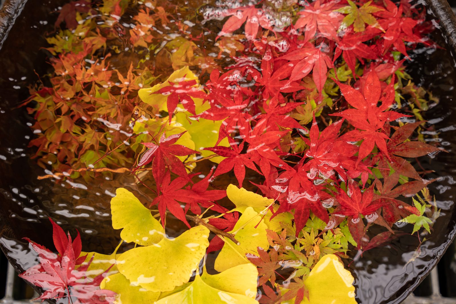 那須塩原の紅葉