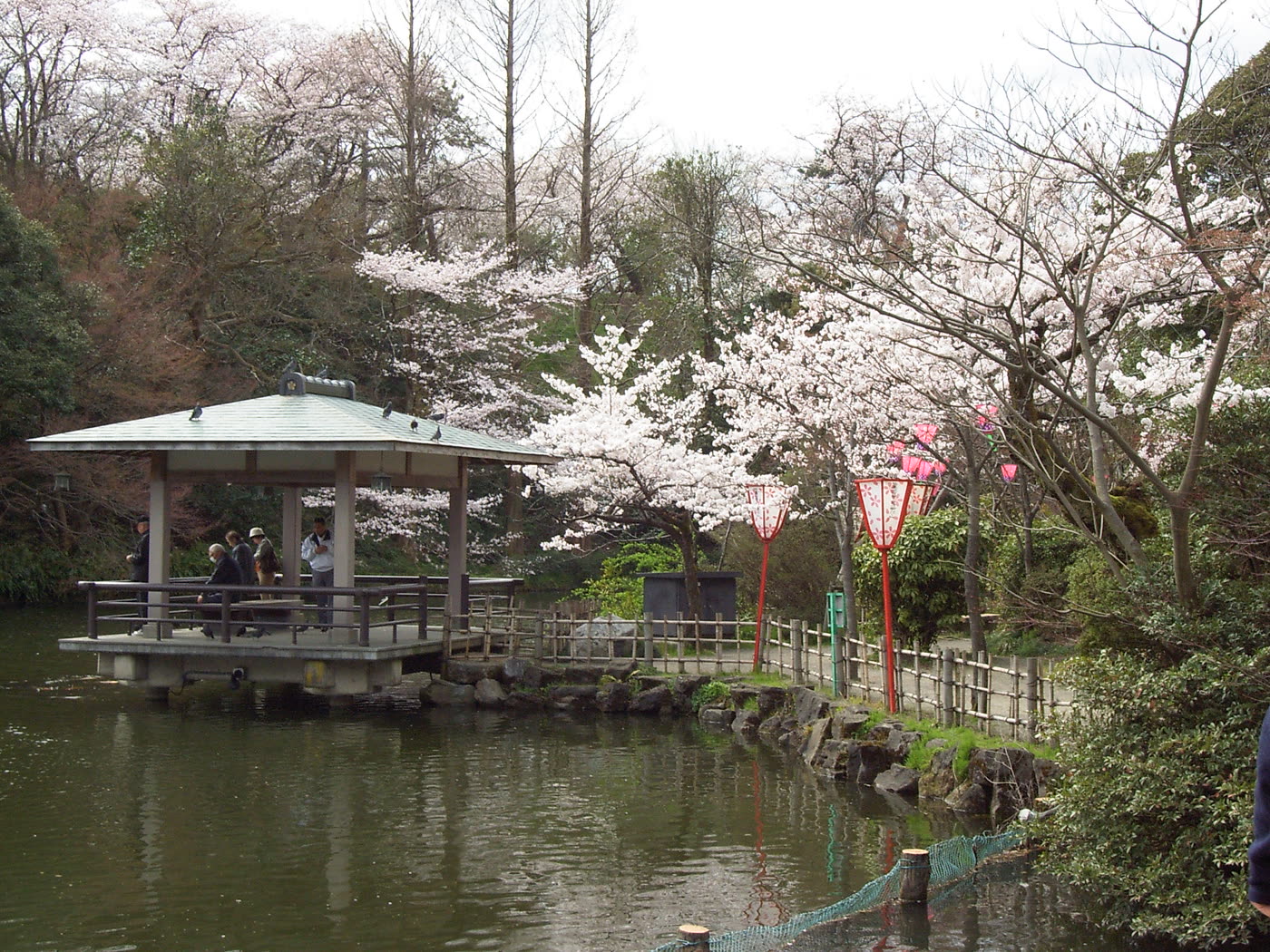 高岡古城公園の桜