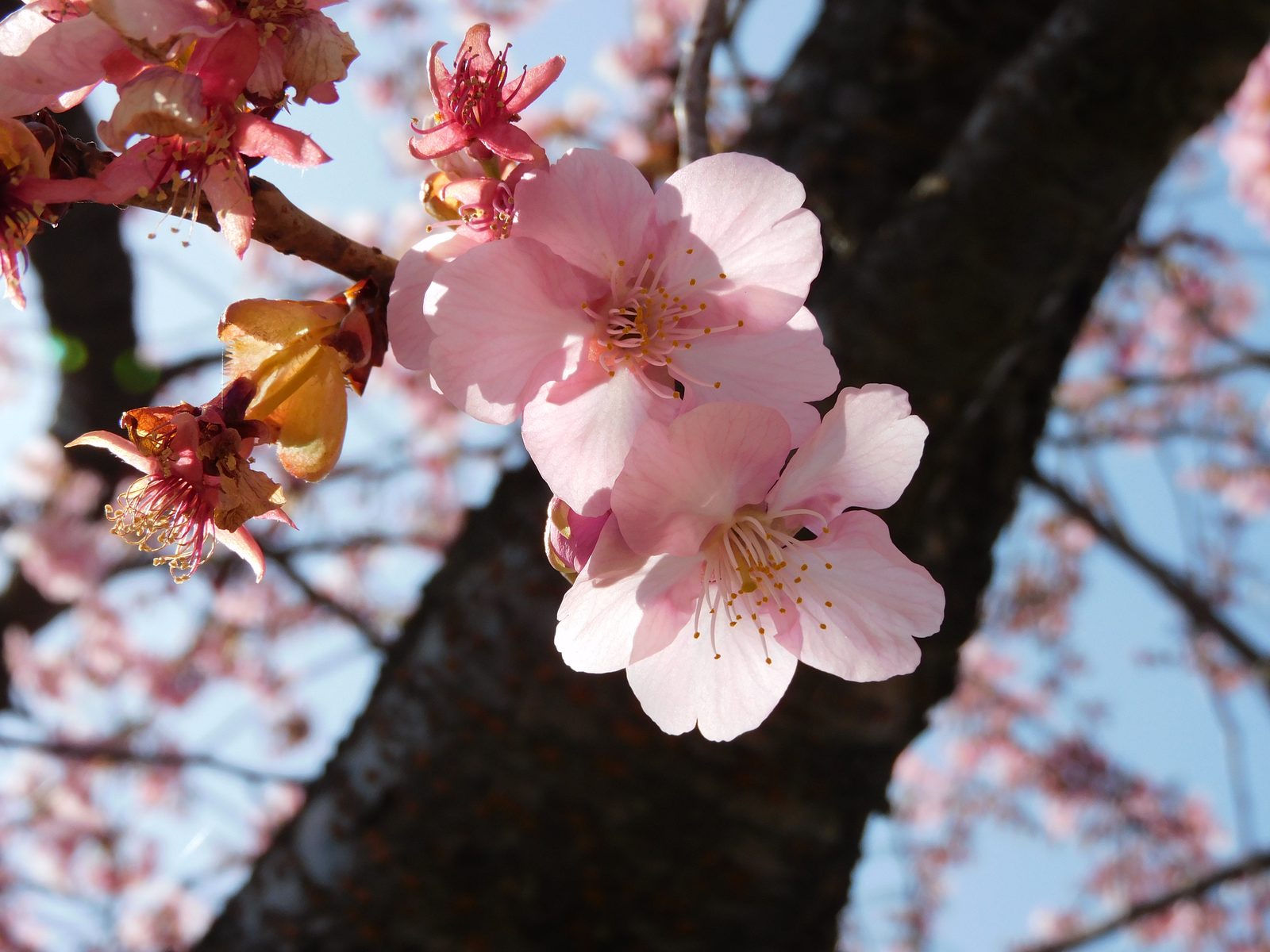 宇都宮城址公園と河津桜