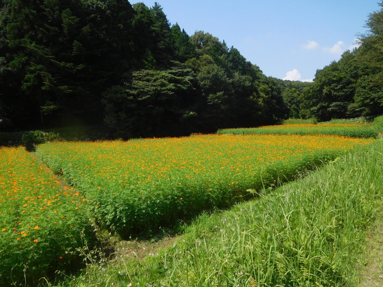宇都宮郊外のキバナコスモス畑